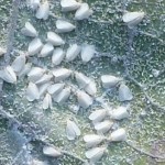 whitefly adults sm