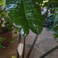 alacosia plumbea leaf YG