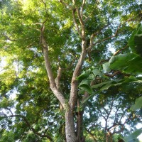 azadirachta indica tree branchesYG