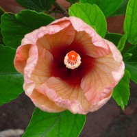 hibiscus pink rosa-sinensis 1 YG