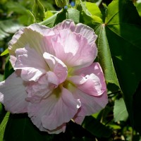 hibiscus rose of shannon 1 YG