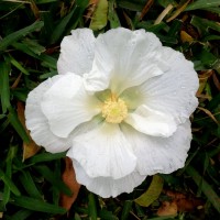 hibiscus rose of shannon white YG