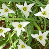 zephyranthes lily white ml YG